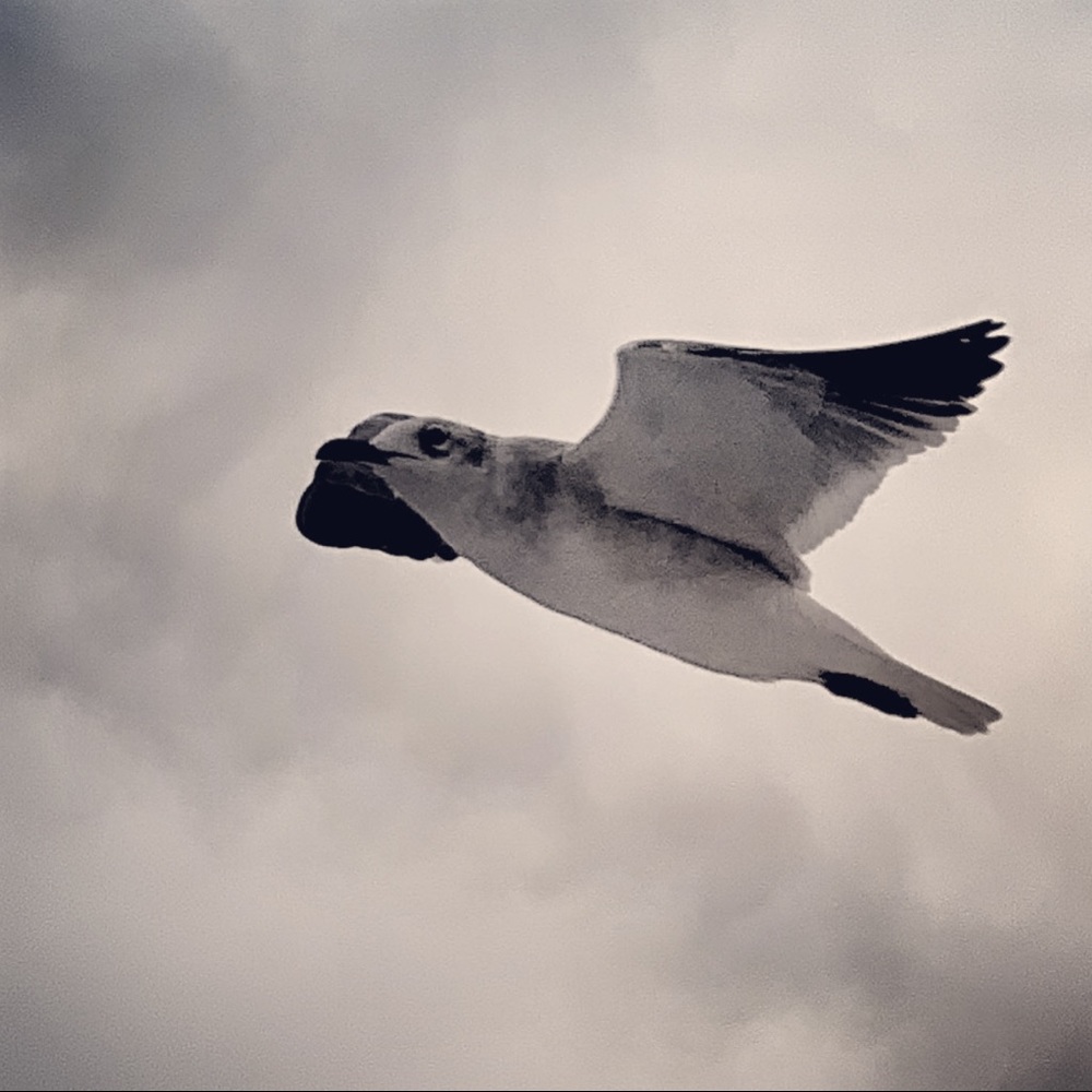 Meet your Posher, Deb